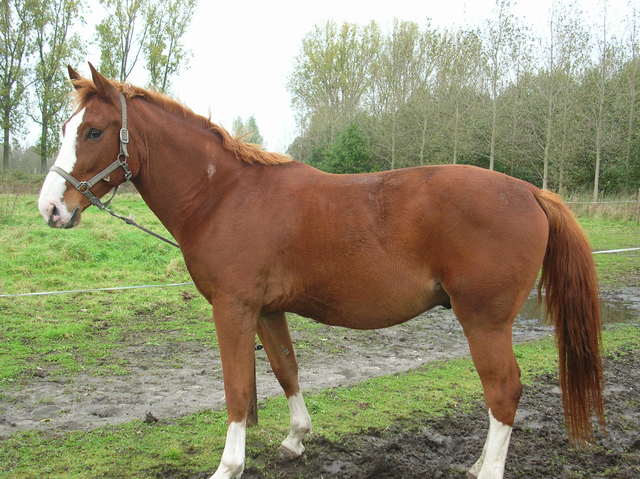Afbeelding