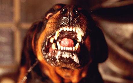 rottweiler.jpg