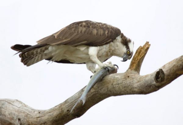 osprey.jpg