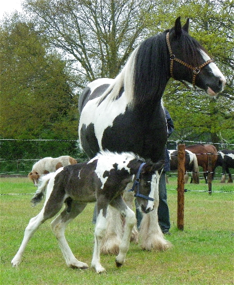 Afbeelding