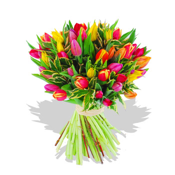Tulip