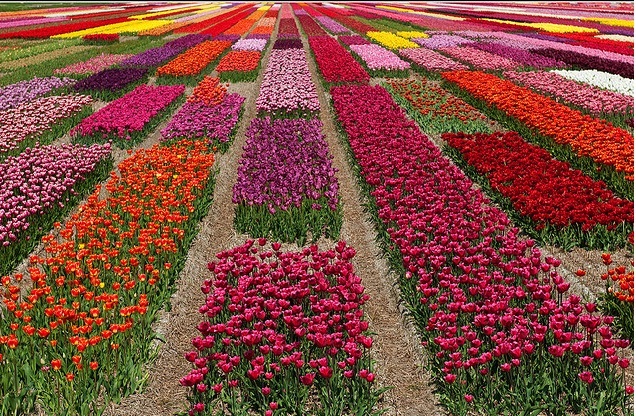 Tulip3