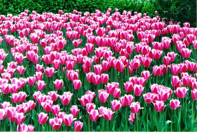 Pinky Tulip