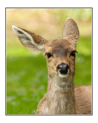 deer-ear.jpg?v0
