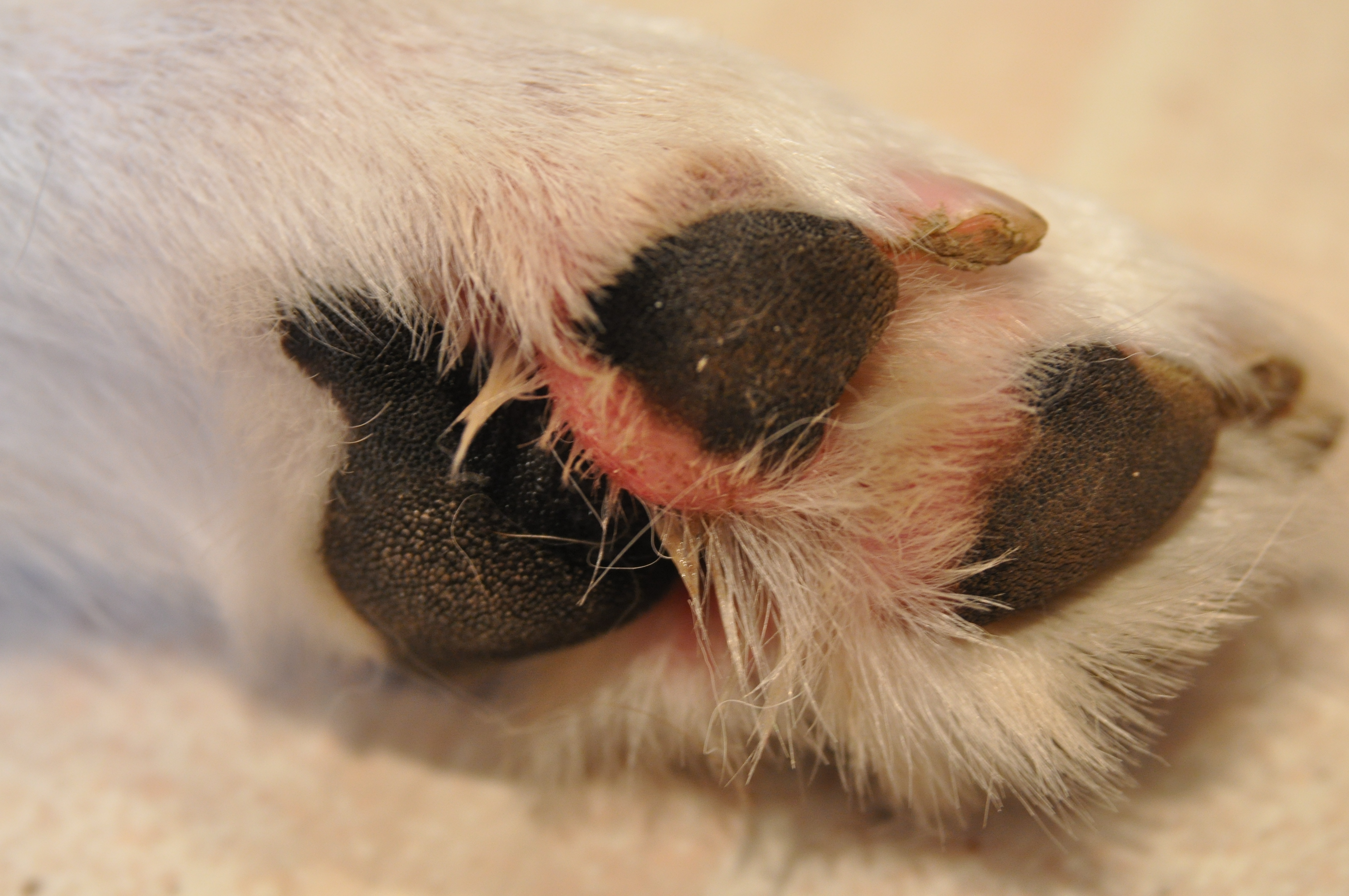 dog irritated paw pad