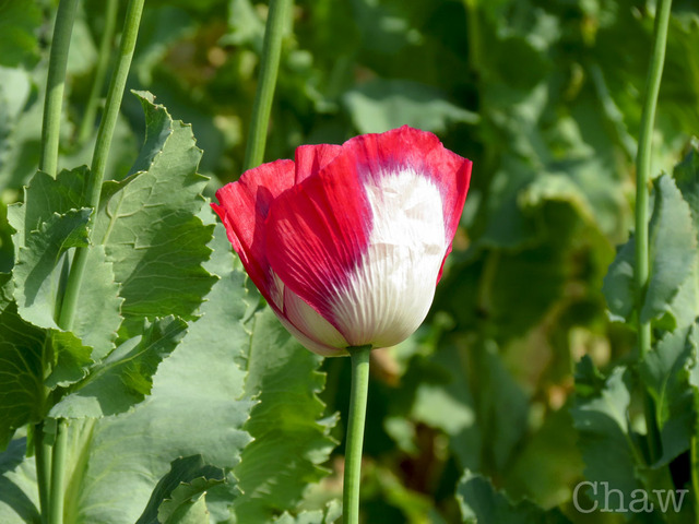 Image Hosted by PicturePush - Photo Sharing