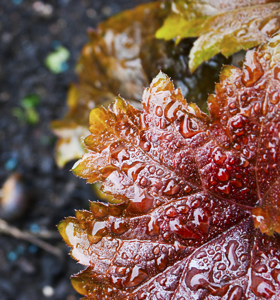 IMAGE: http://www2.picturepush.com/photo/a/8178340/1024/Anonymous/Firstphototaken1024.jpg