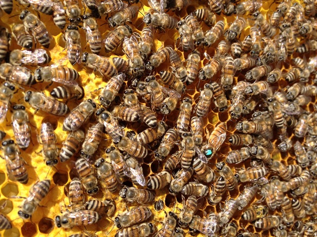 موسم الصيف بعسير - منتدى أبو فراس الحافظ تخصصي في تربية النحل